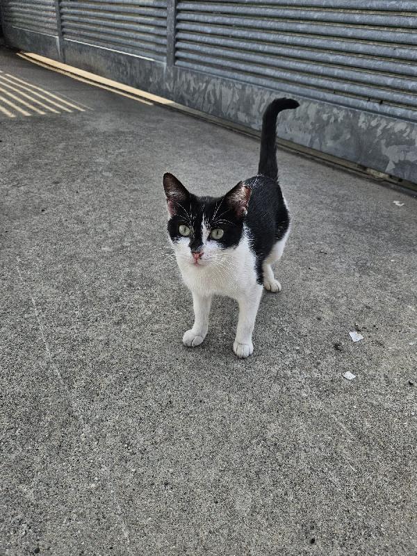MICIA 8 mesi, cerca casa Foto 1